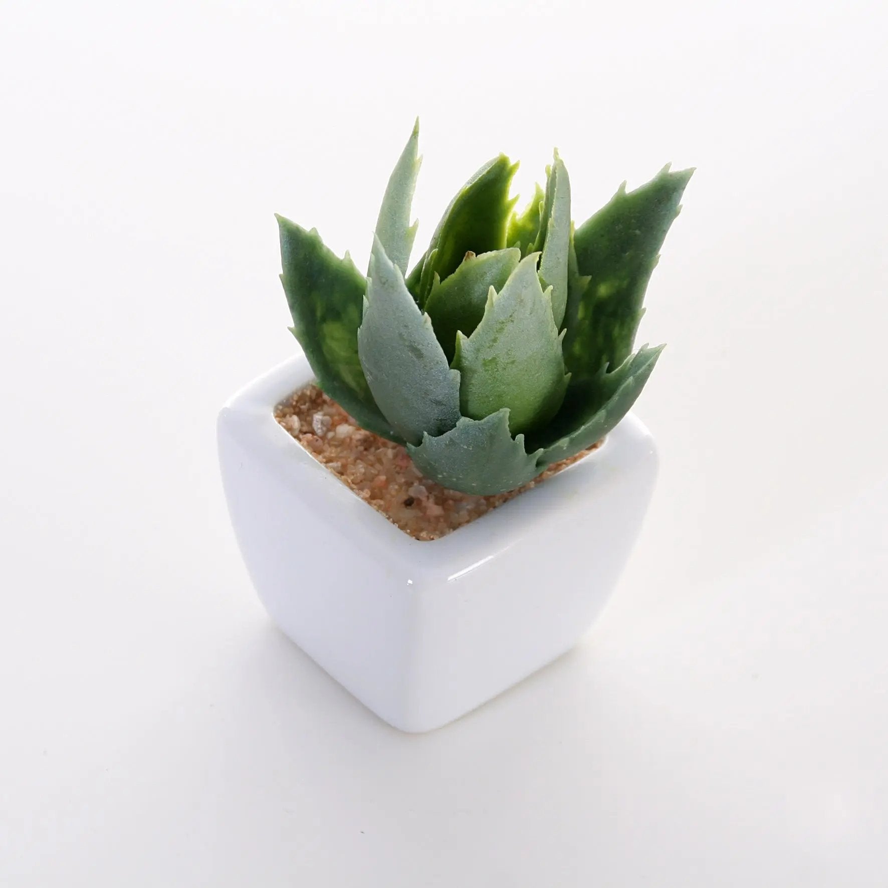 Sukkulenten 6er Set im Topf 8 cm Interior Design