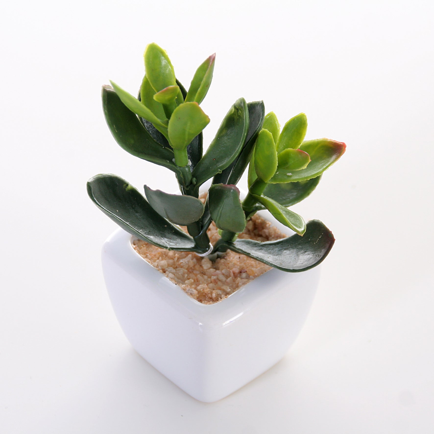 Sukkulenten 6er Set im Topf 8 cm