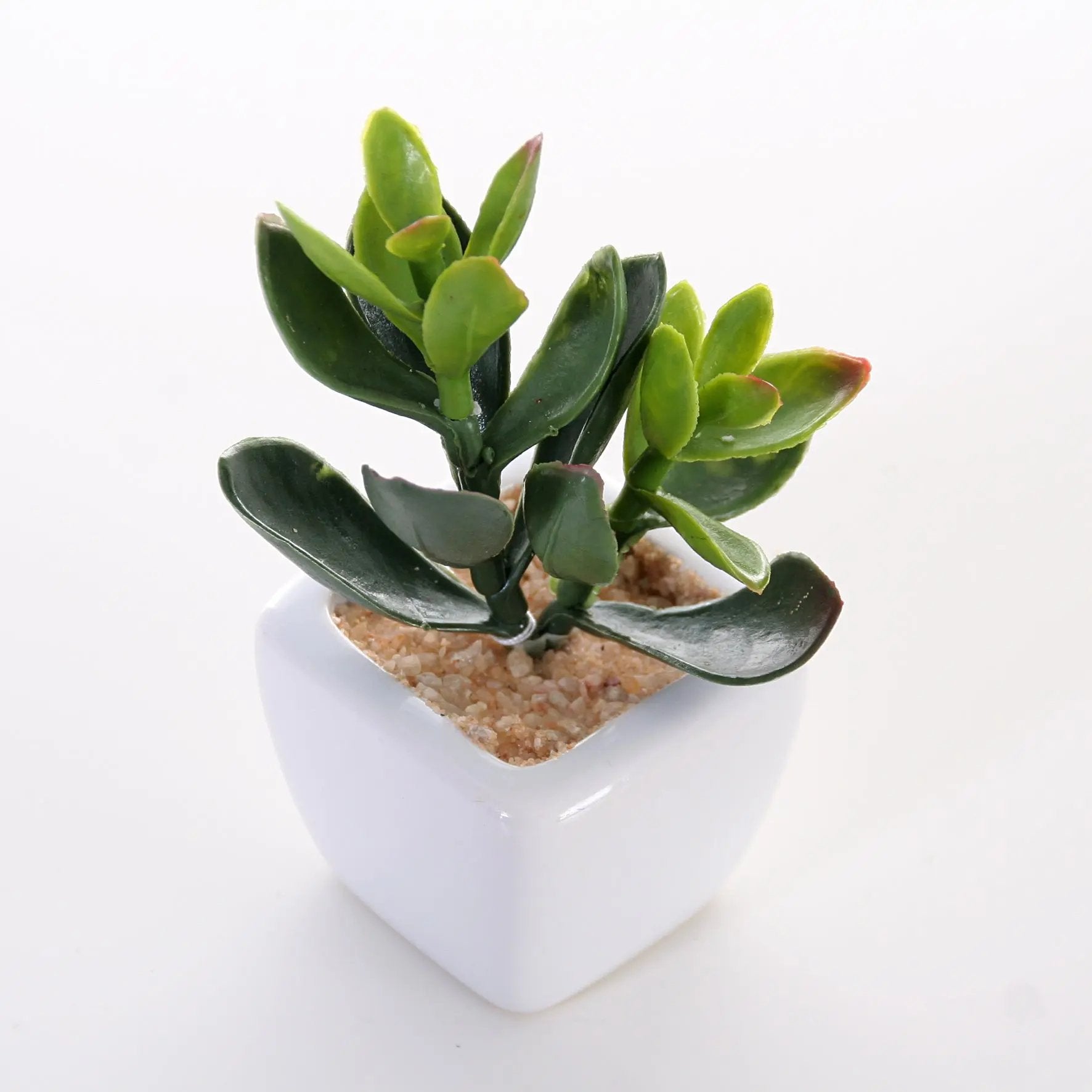 Sukkulenten 6er Set im Topf 8 cm Interior Design