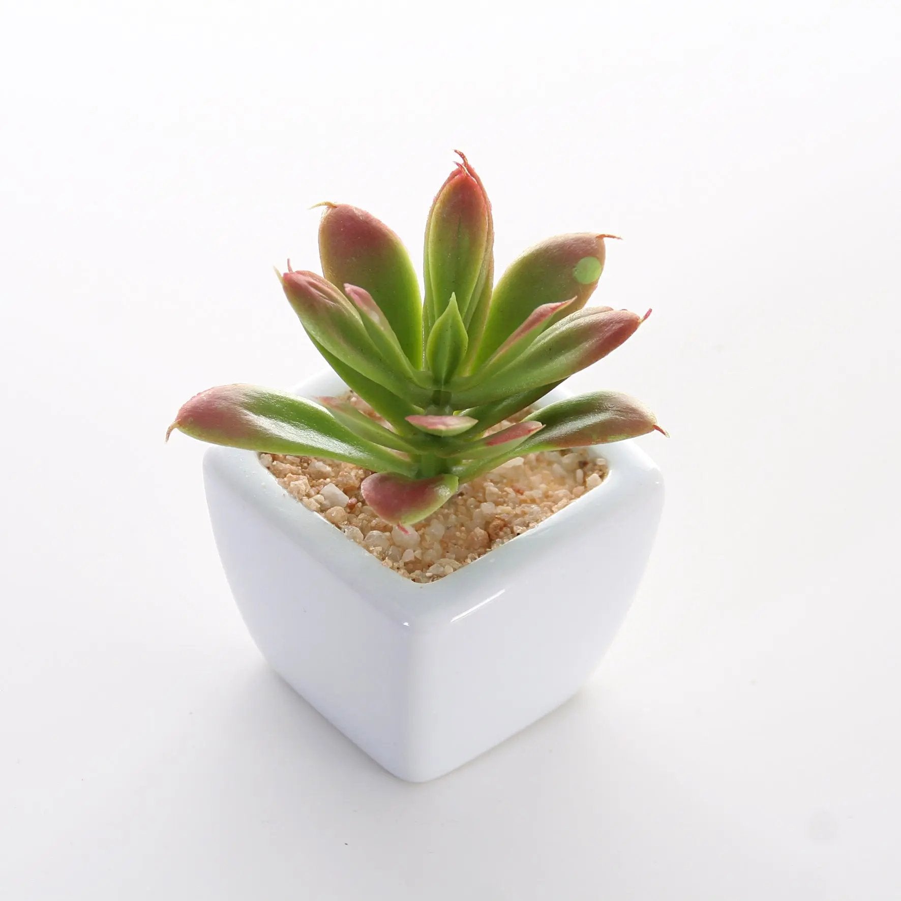 Sukkulenten 6er Set im Topf 8 cm Interior Design