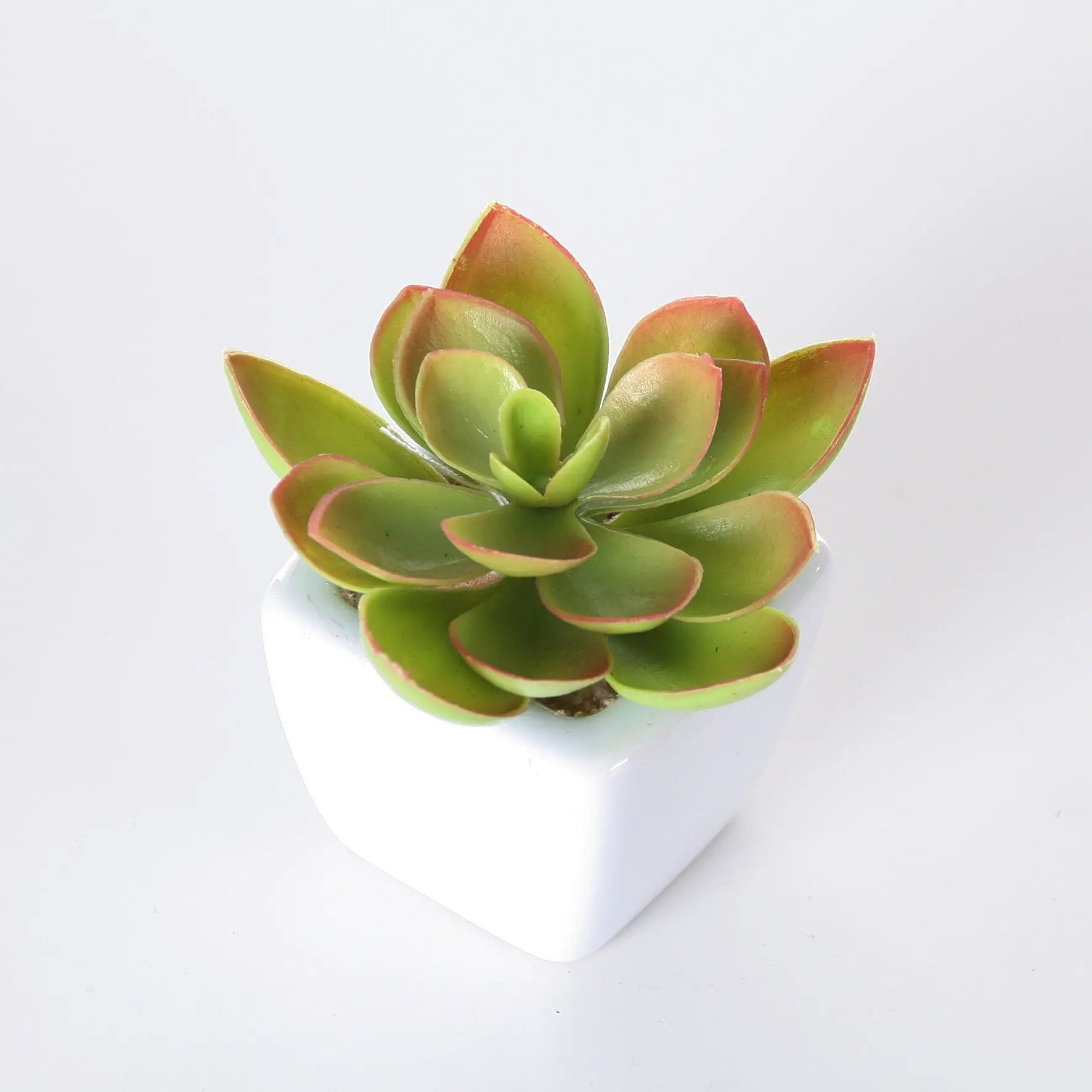 Sukkulenten 6er Set im Topf 8 cm Interior Design