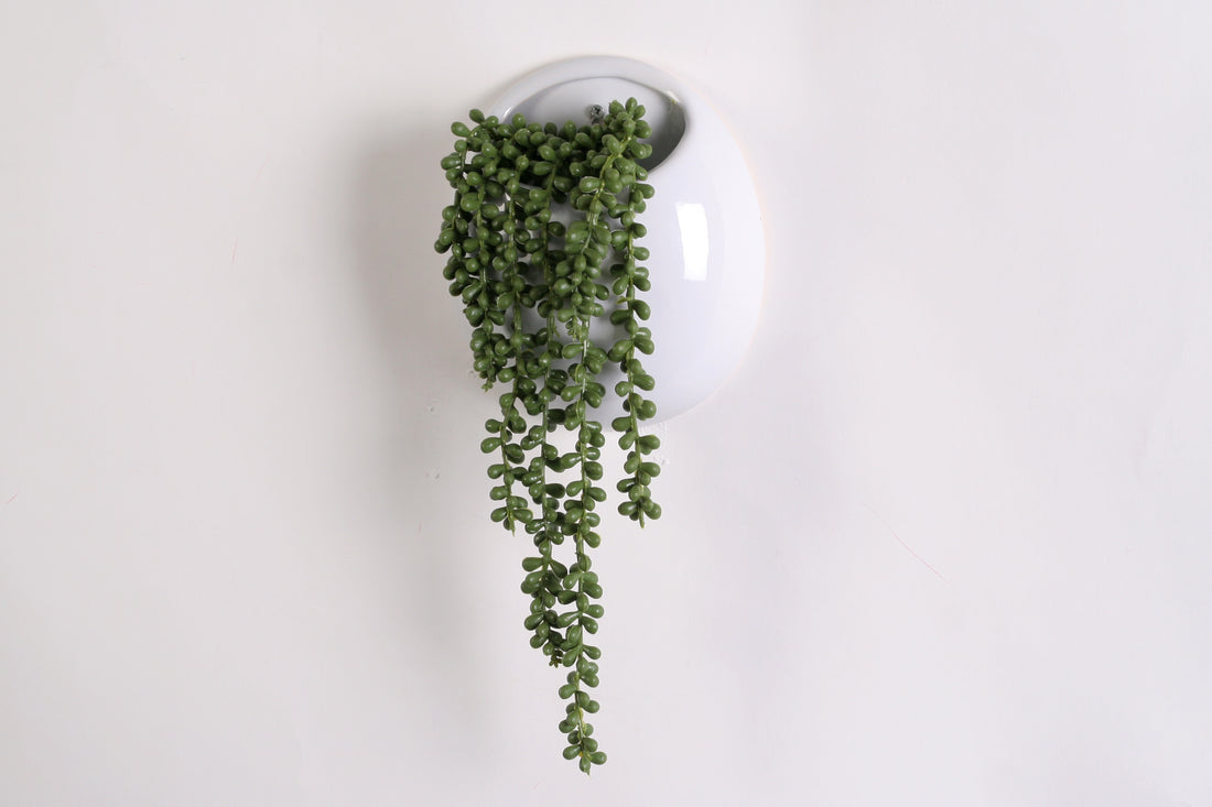 Wackadoo® Hängegrünpflanze in Wandhängetopf
