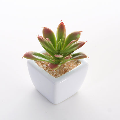 Sukkulenten 6er Set im Topf 8 cm