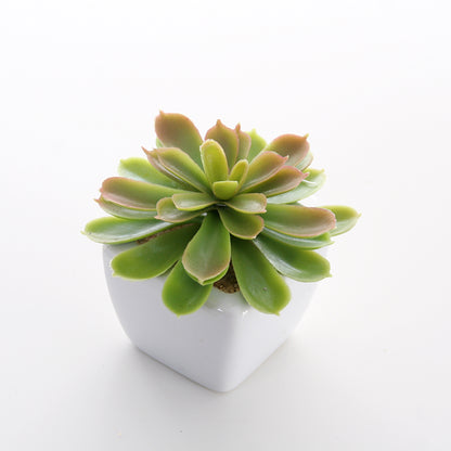 Sukkulenten 6er Set im Topf 8 cm