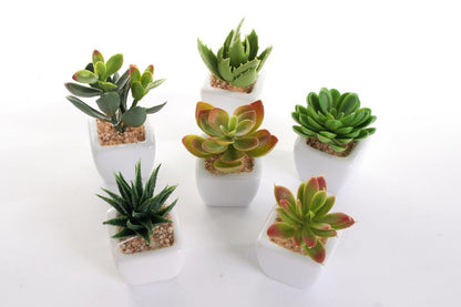 Sukkulenten 6er Set im Topf 8 cm
