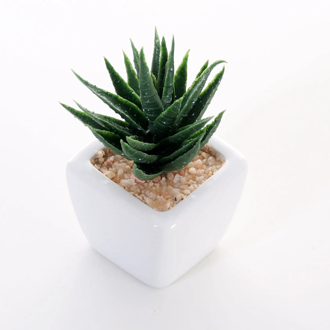 Sukkulenten 6er Set im Topf 8 cm Interior Design